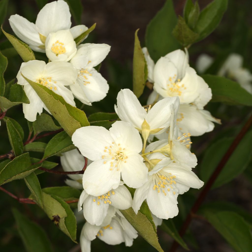 Philadelphus pekinensis