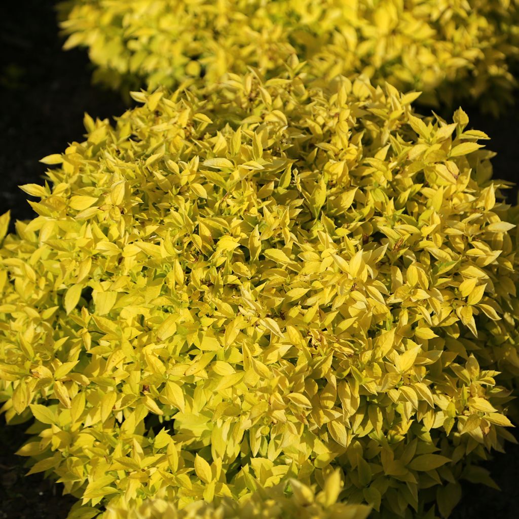 Philadelphus coronarius Kostelec WB