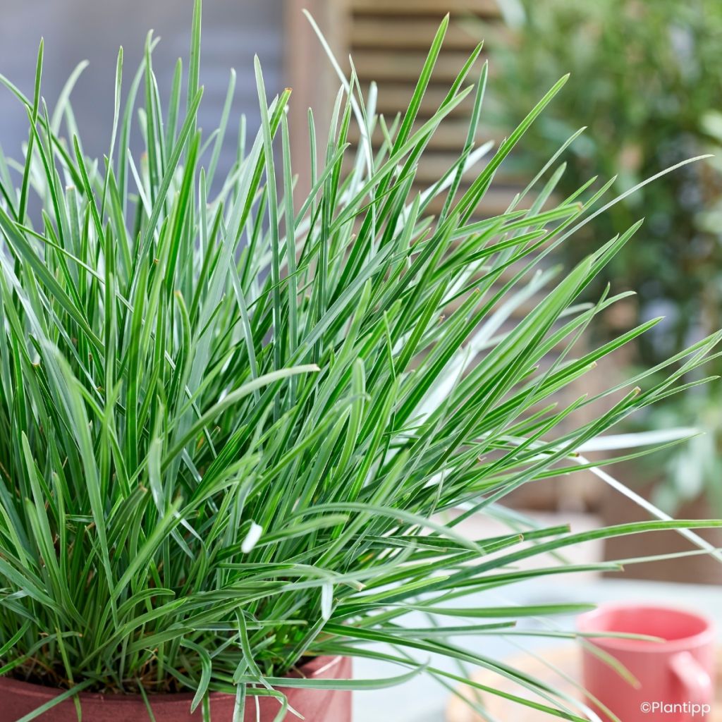 Sesleria heufleriana Blue Porcupine