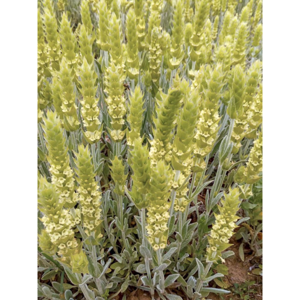Sideritis scardica - Chá grego