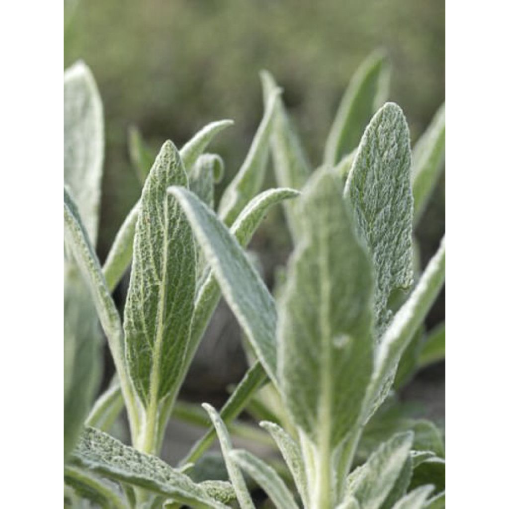Sideritis scardica - Chá grego