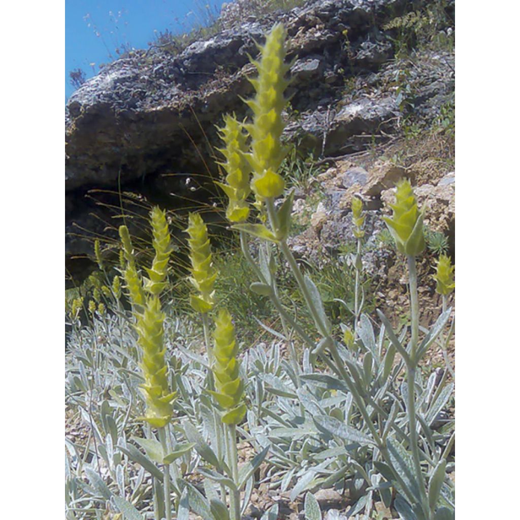 Sideritis scardica - Chá grego