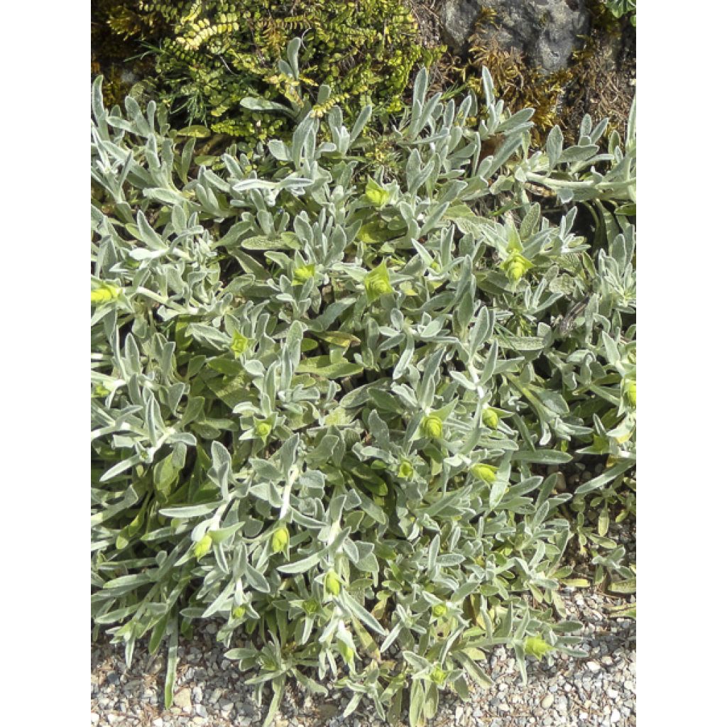 Sideritis scardica - Chá grego