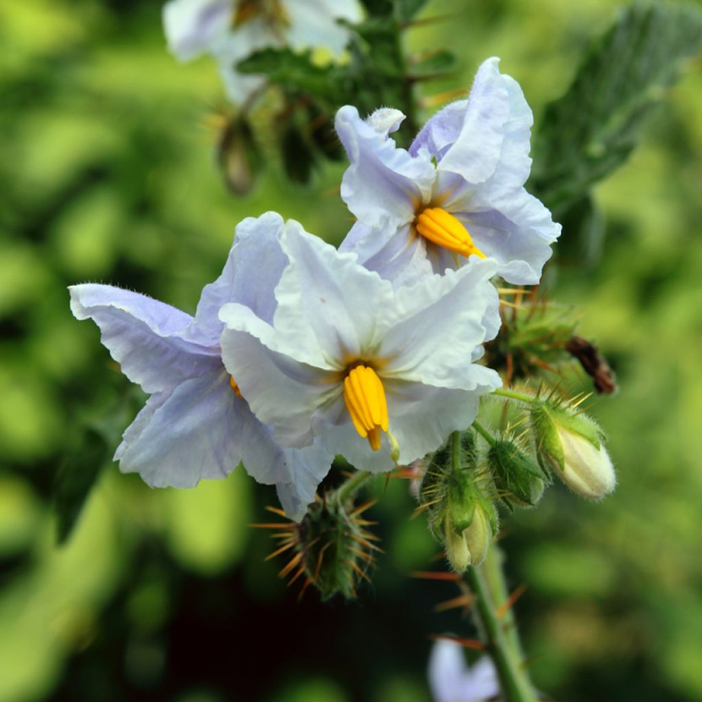 Solanum sisymbriifolium Starbenas