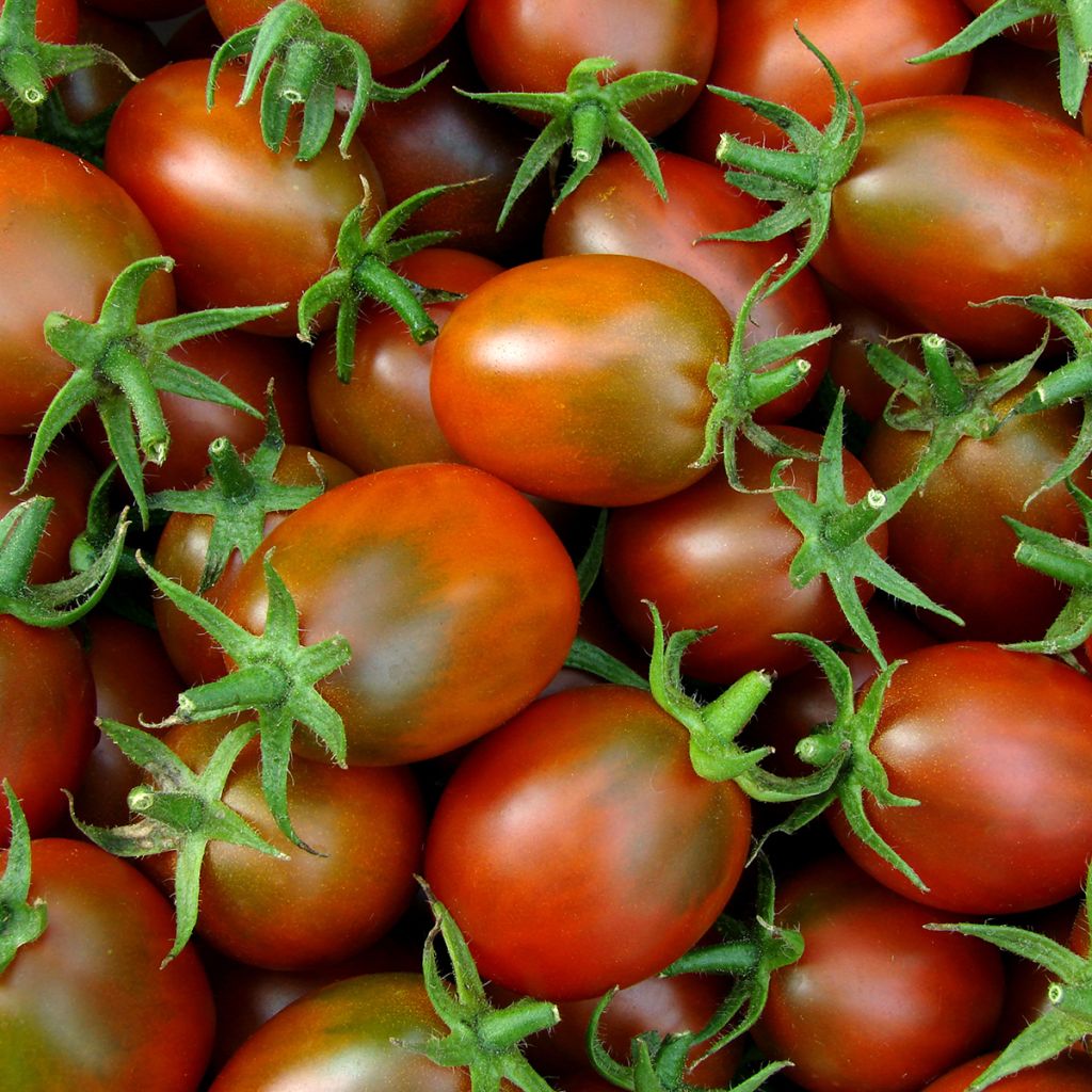 Tomate Prune Noire plantas jovens
