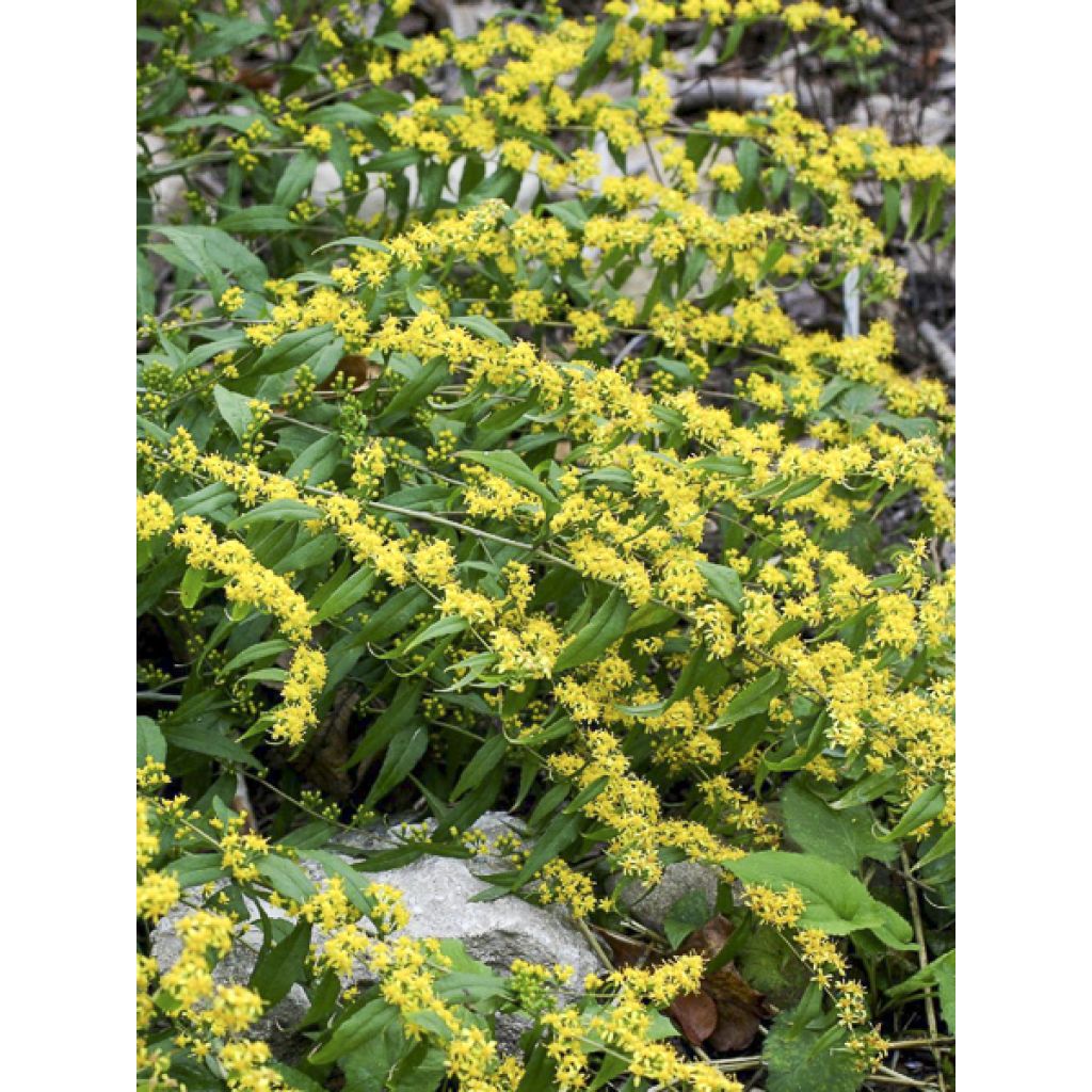 Solidago caesia - Vara-de-ouro