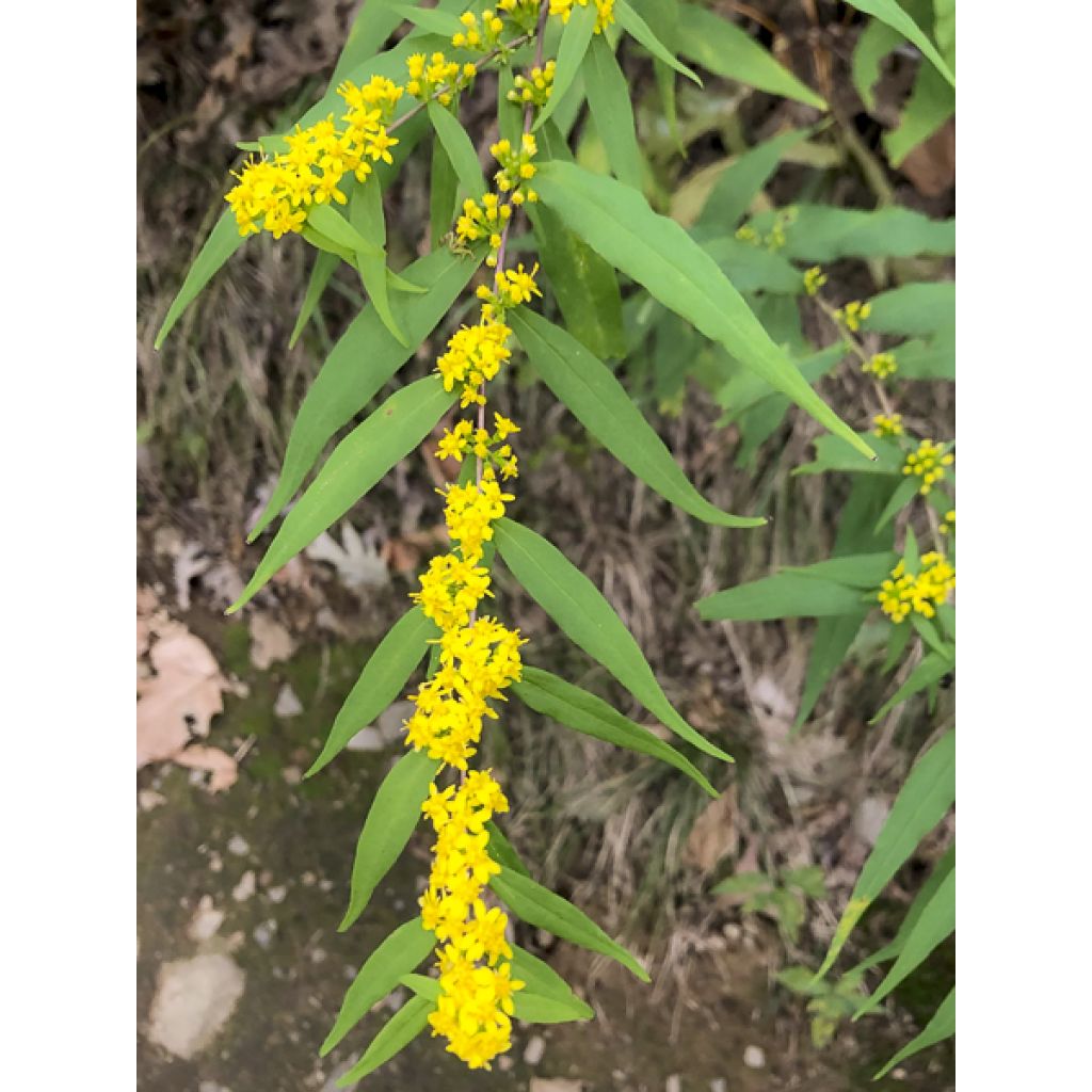 Solidago caesia - Vara-de-ouro