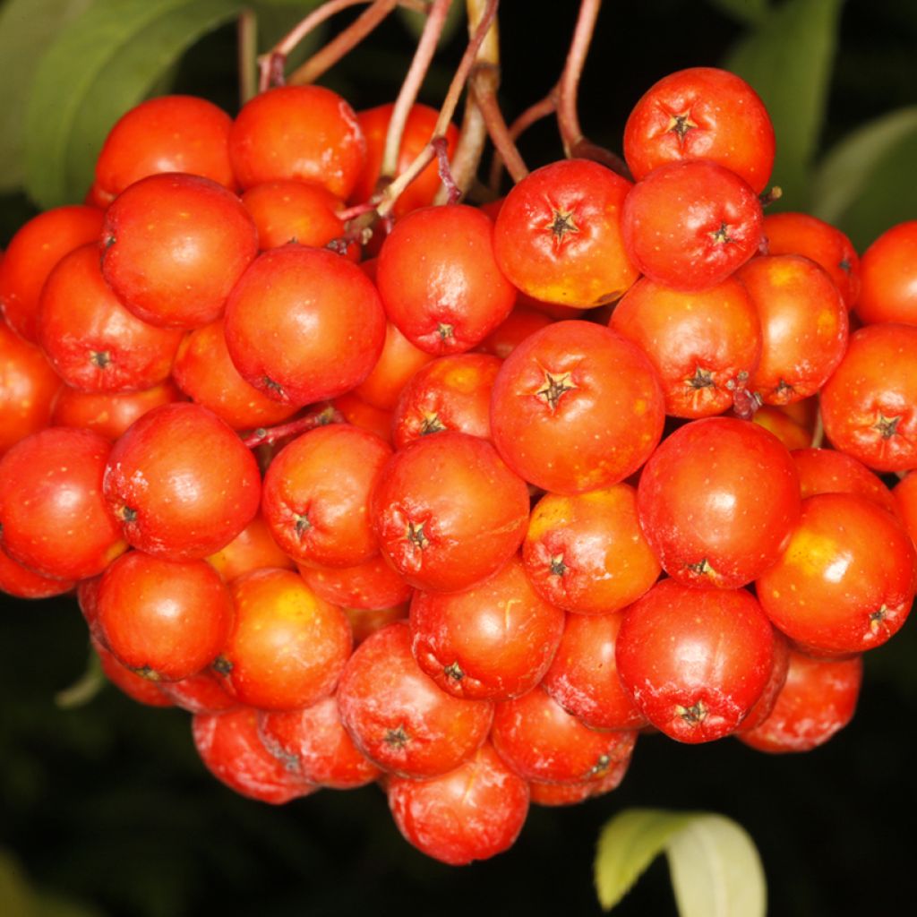 Tramazeira Krasnaja Krupnaja - Sorbus aucuparia