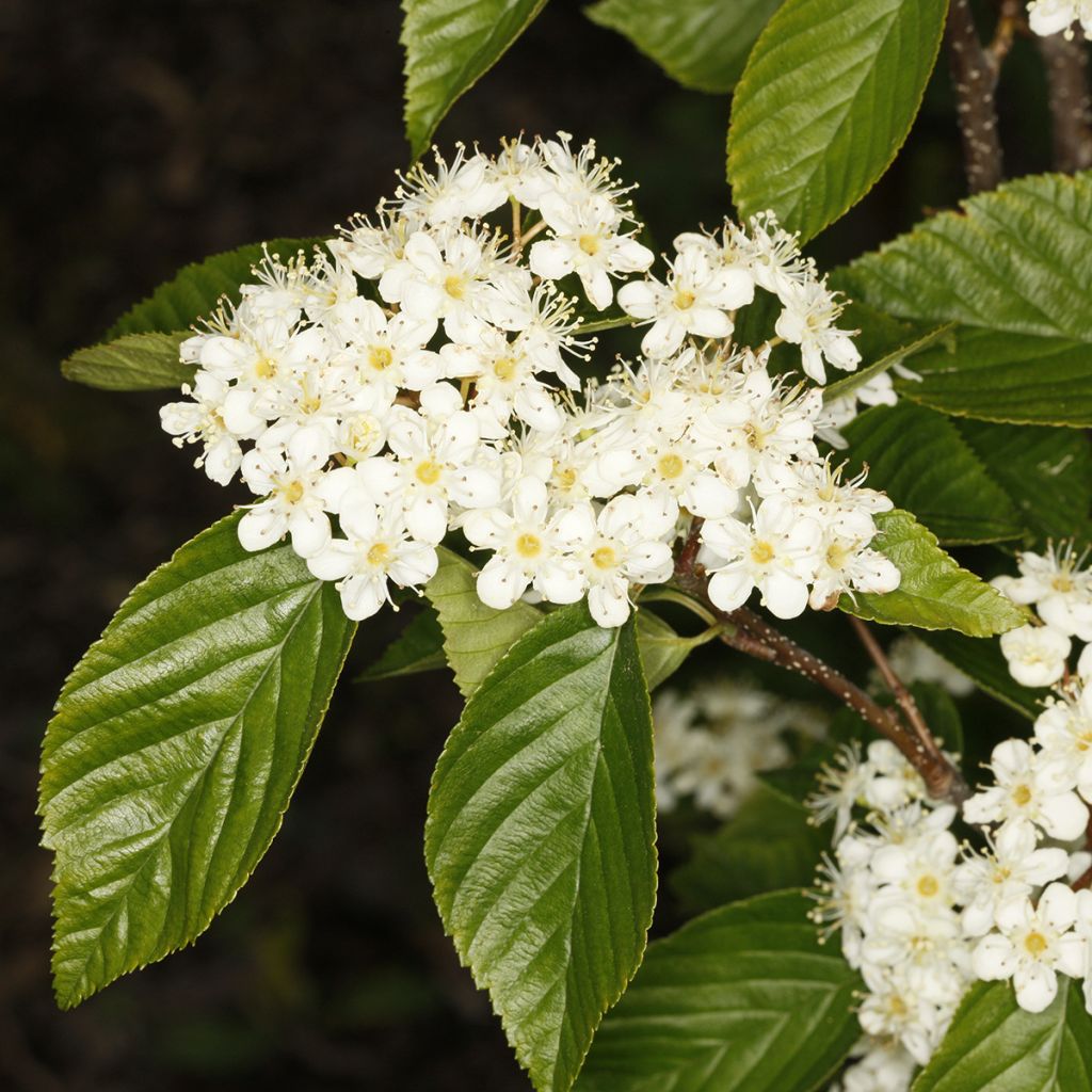 Sorbus alnifolia Red Bird - Trainel-do-Japão