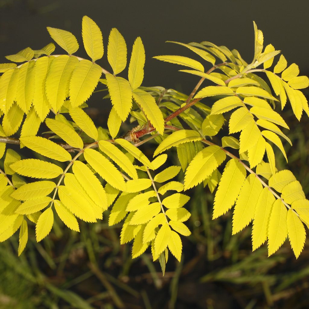 Tramazeira Dirkenii - Sorbus aucuparia