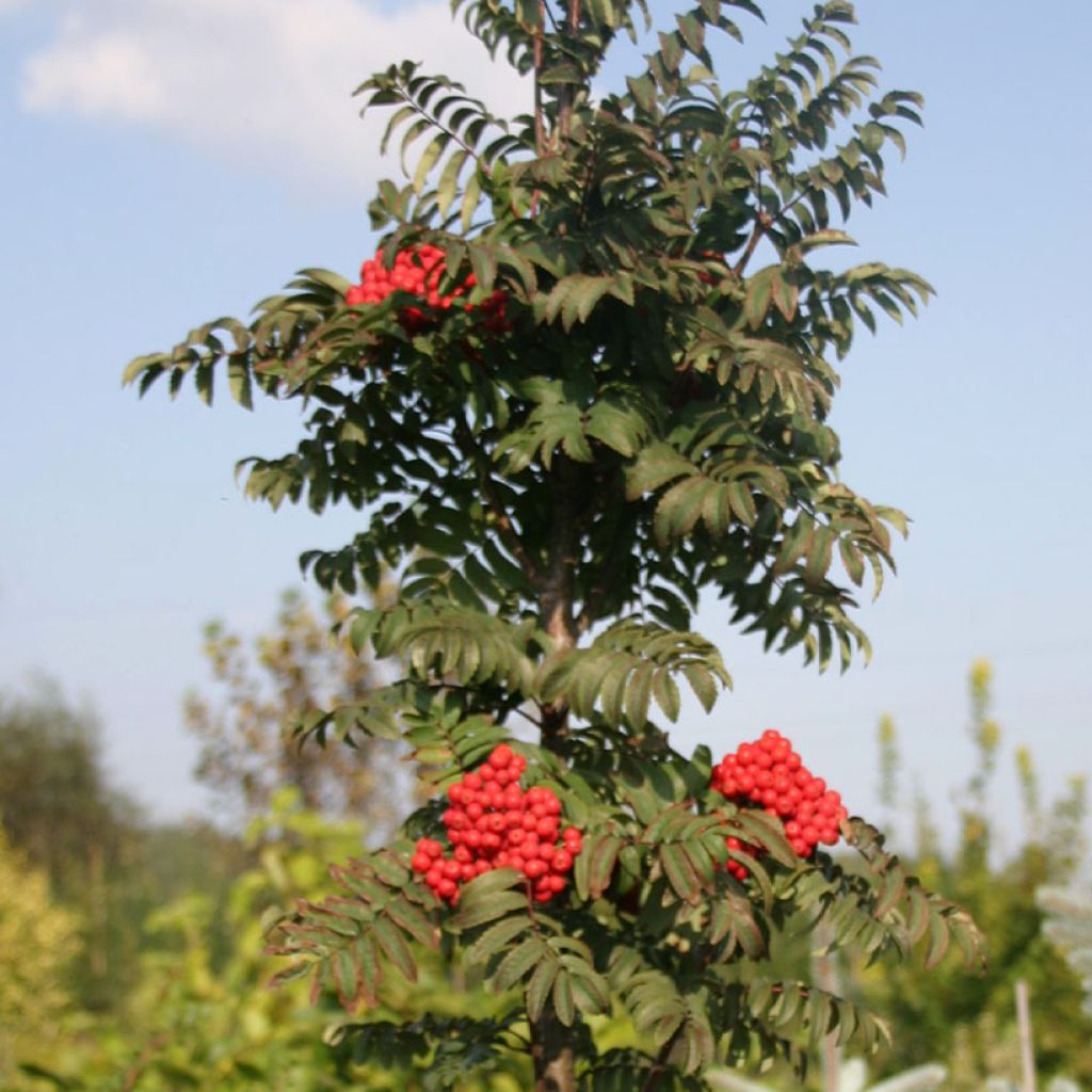 Tramazeira Fastigiata - Sorbus aucuparia