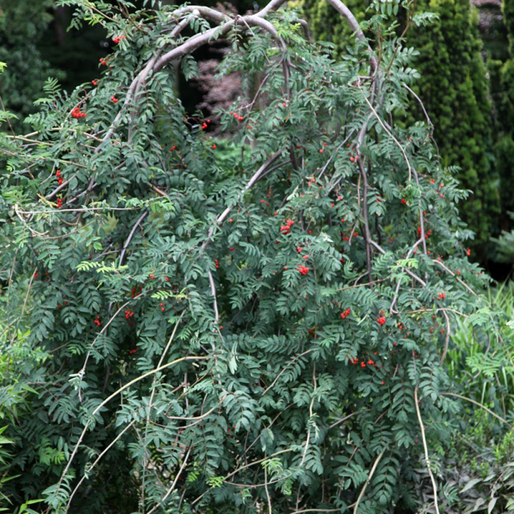 Tramazeira Pendula - Sorbus aucuparia