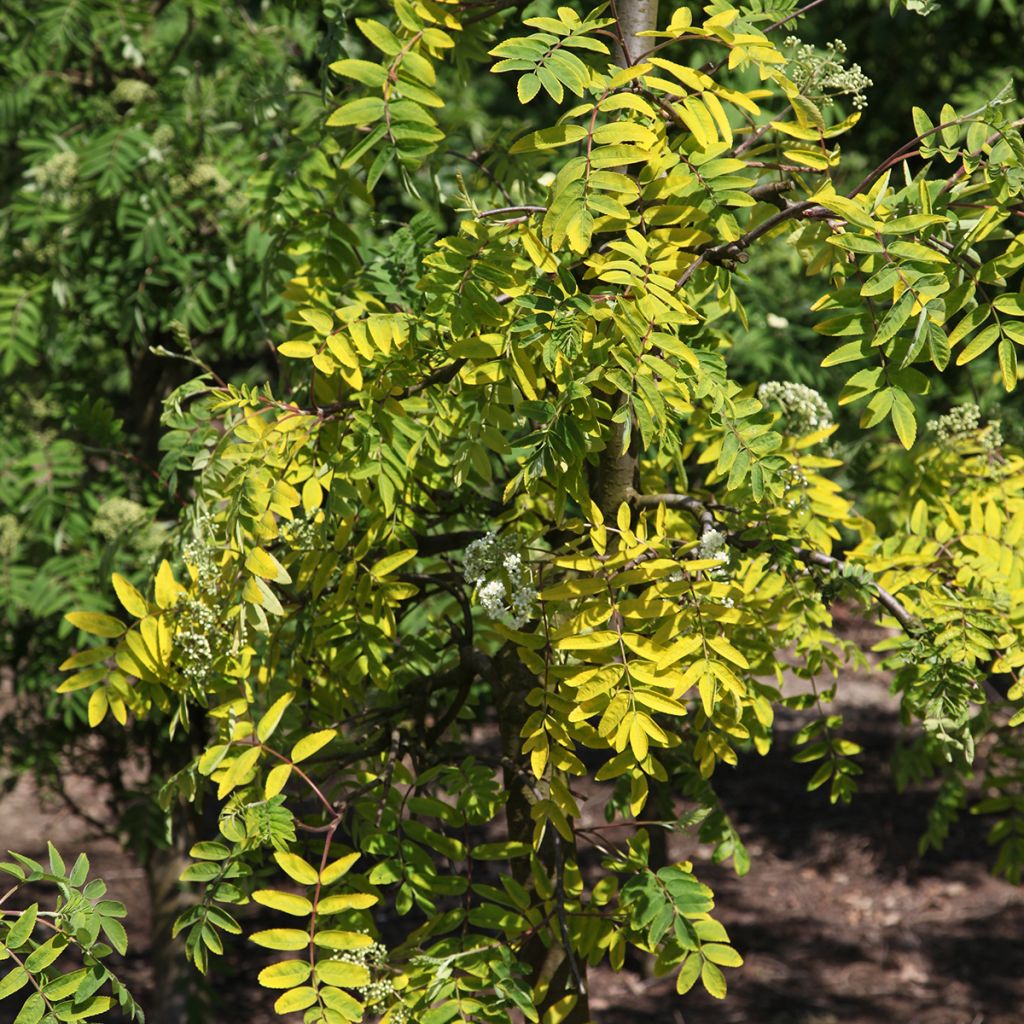 Tramazeira Pendula Variegata - Sorbus aucuparia