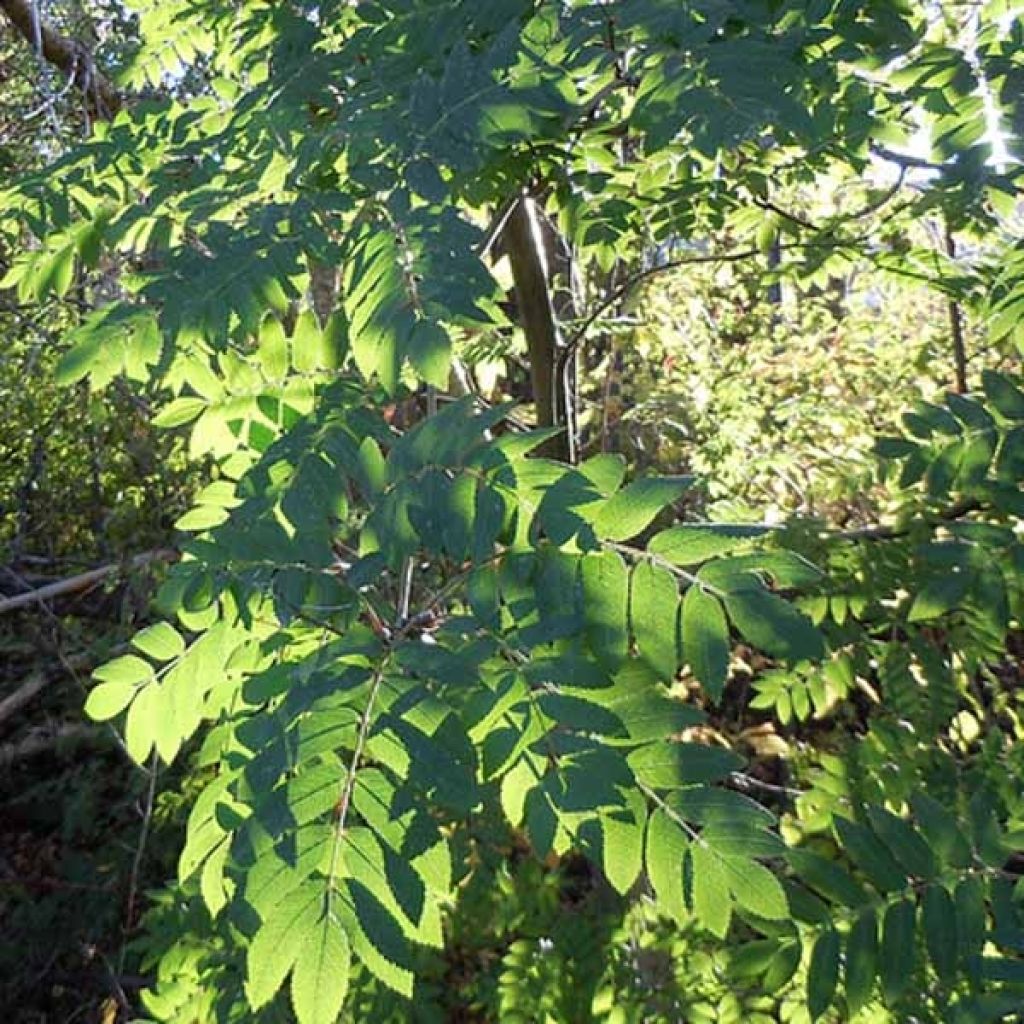 Tramazeira - Sorbus aucuparia