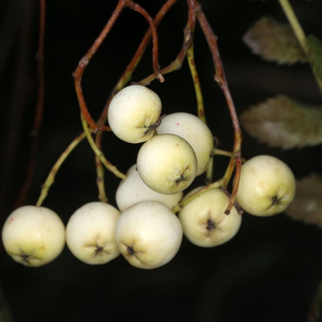 Sorbus filipes - Tramazeira