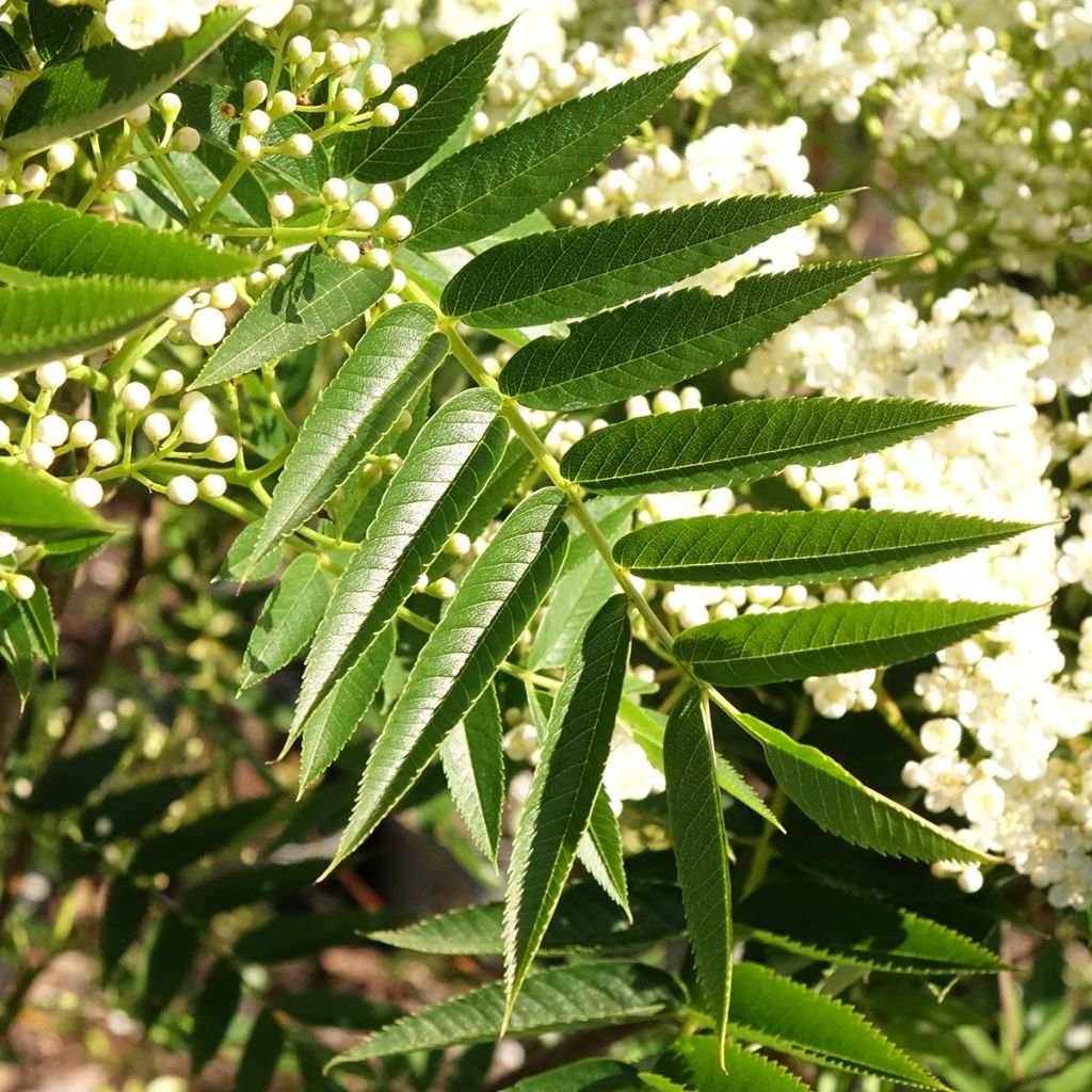 Sorbus wilfordii - Sorveira-do-japão