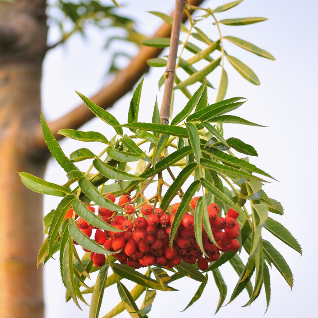 Sorbus wilfordii - Sorveira-do-japão