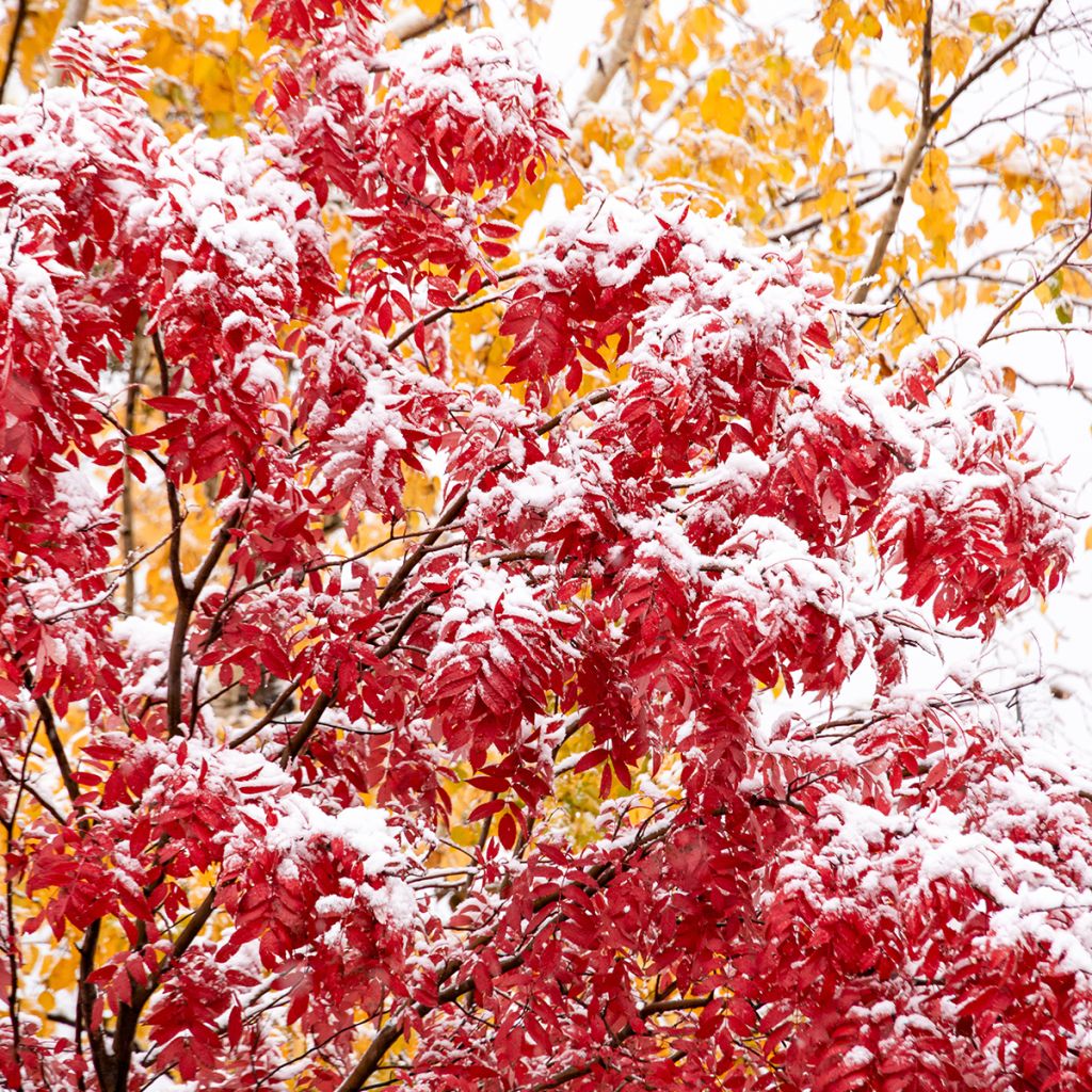 Sorbus wilfordii - Sorveira-do-japão