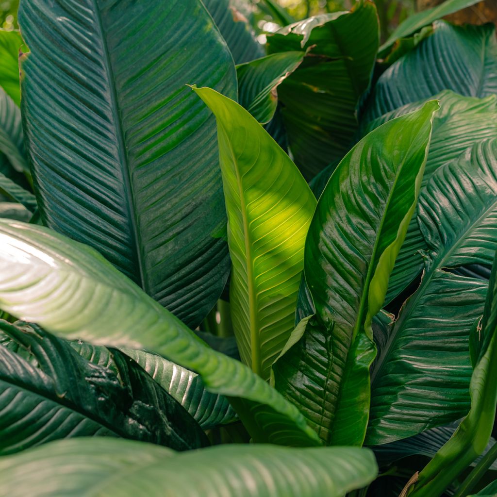 Lírio-da-paz 'Sensation' (<i>Spathiphyllum</i>)