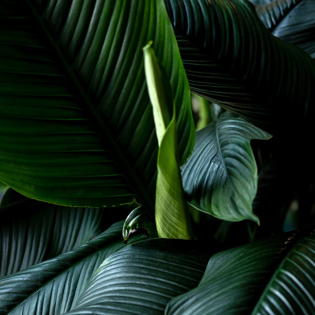 Lírio-da-paz 'Sensation' (<i>Spathiphyllum</i>)