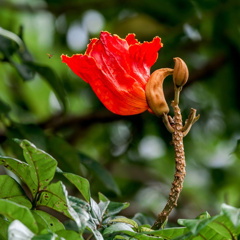 Spathodea campanulata