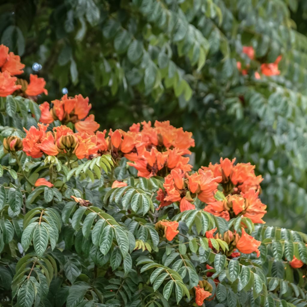 Spathodea campanulata