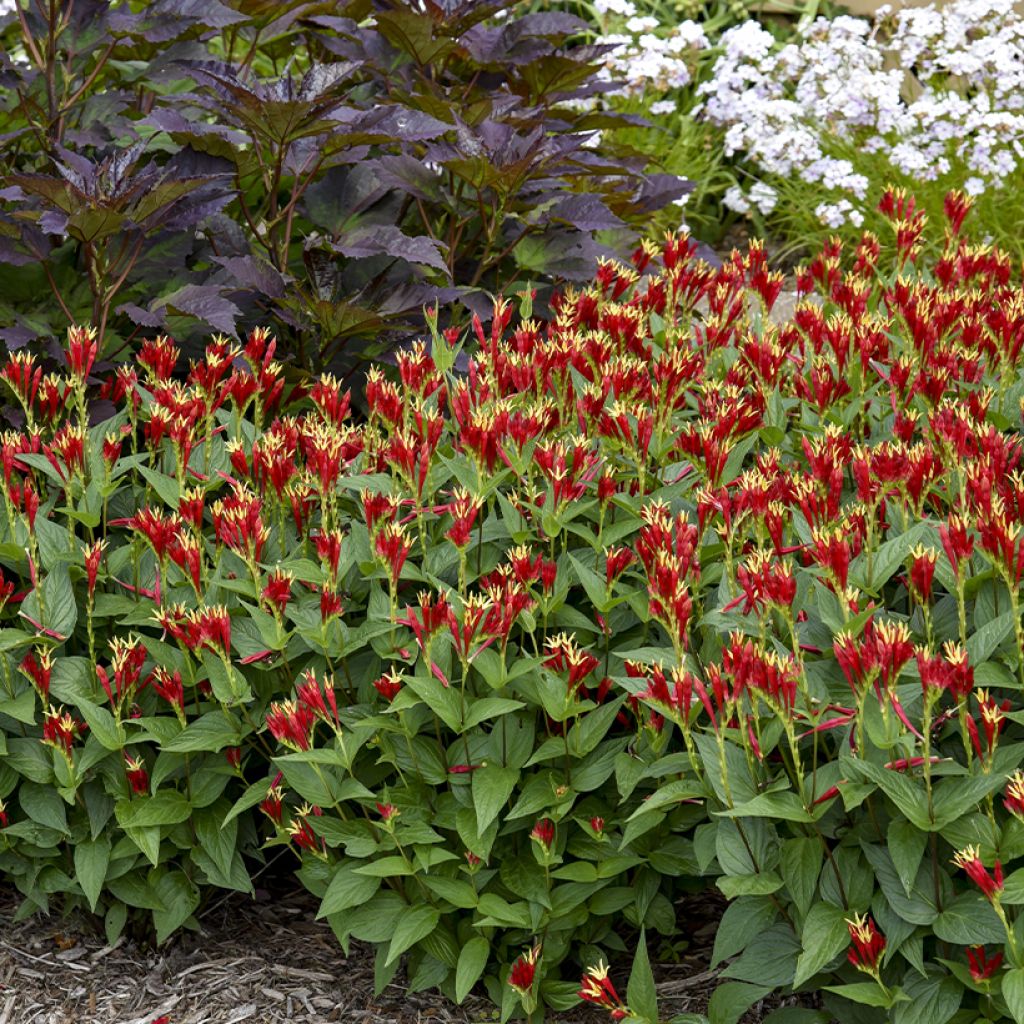 Spigelia marilandica Little Red Head