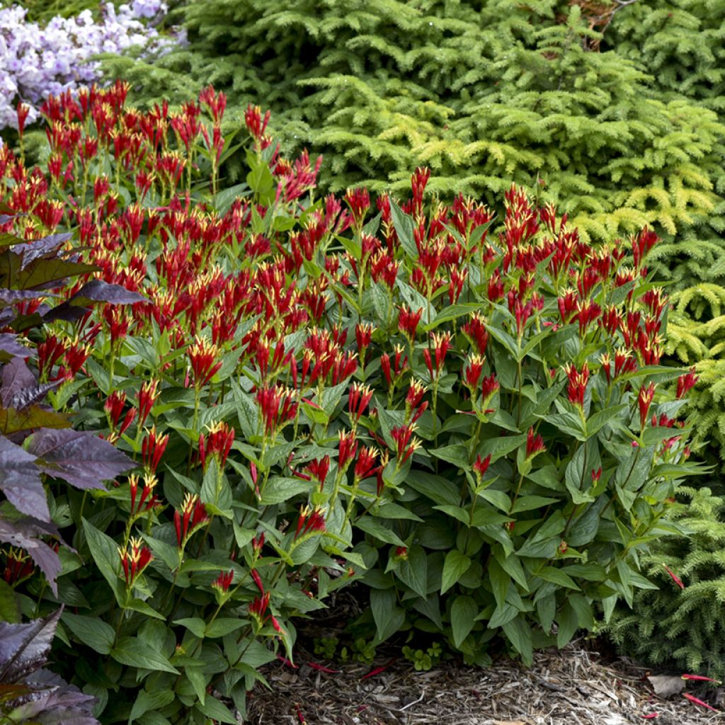 Spigelia marilandica Little Red Head