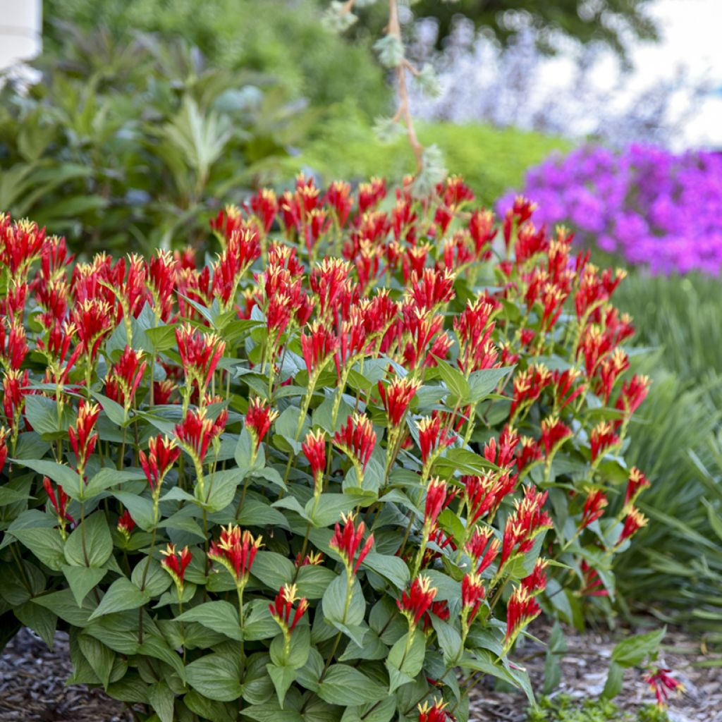 Spigelia marilandica Little Red Head