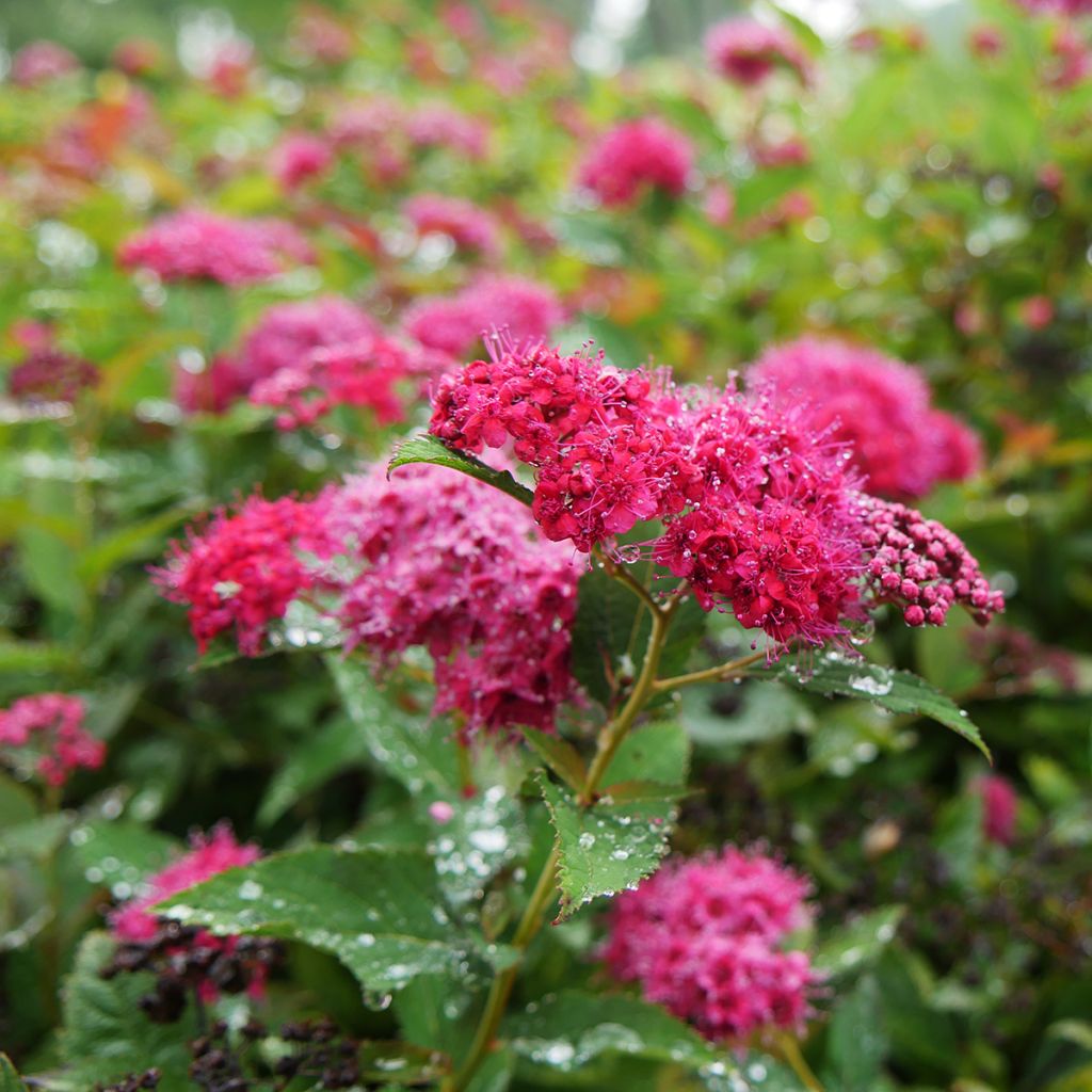 Espireia-japonesa Double Play Doozie Proven Winners - Spiraea japonica