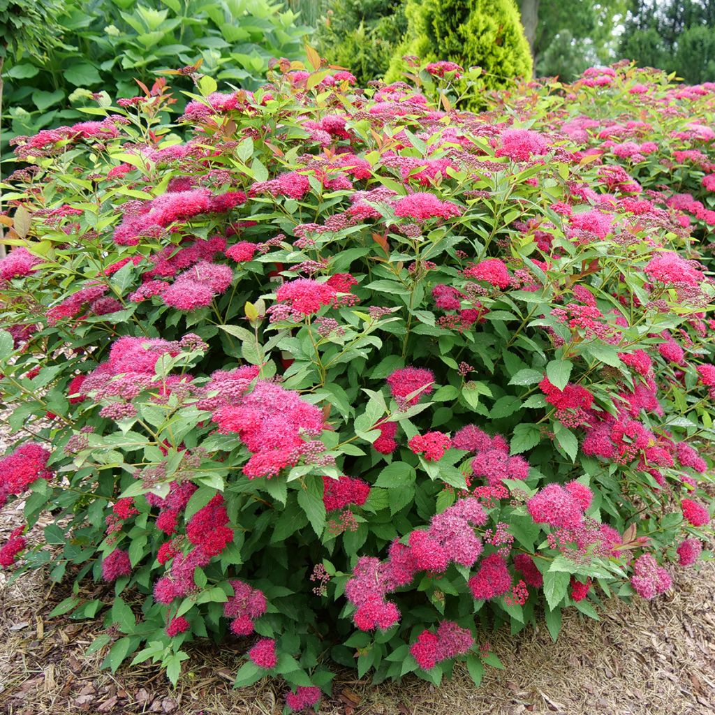 Espireia-japonesa Double Play Doozie Proven Winners - Spiraea japonica
