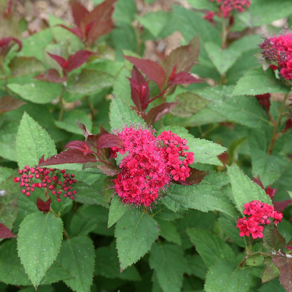 Espireia-japonesa Double Play Doozie Proven Winners - Spiraea japonica