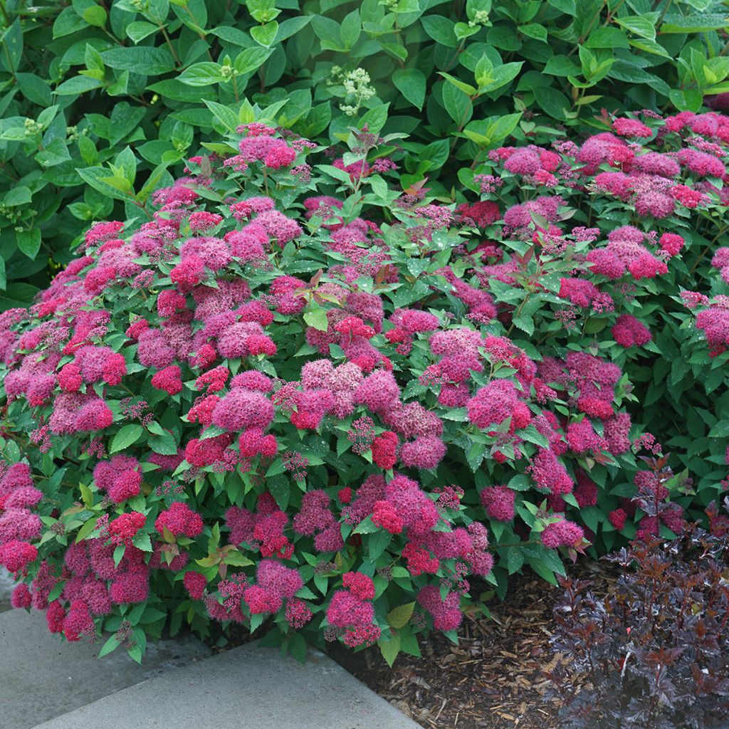 Espireia-japonesa Double Play Doozie Proven Winners - Spiraea japonica