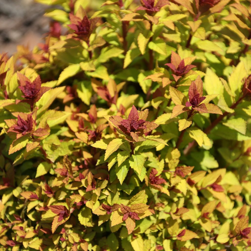 Espireia-japonesa Merlo Gold - Spiraea japonica