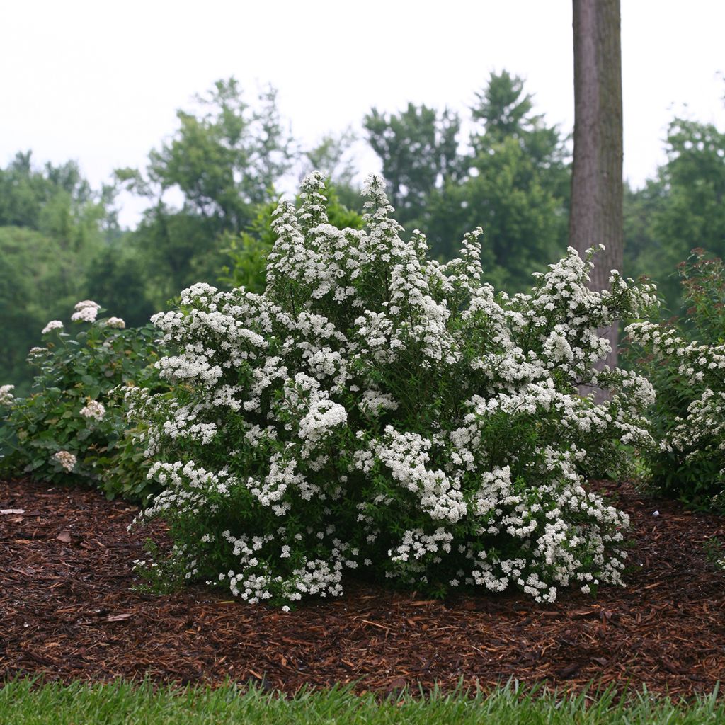 Espireia Wedding Cake - Spiraea nipponica