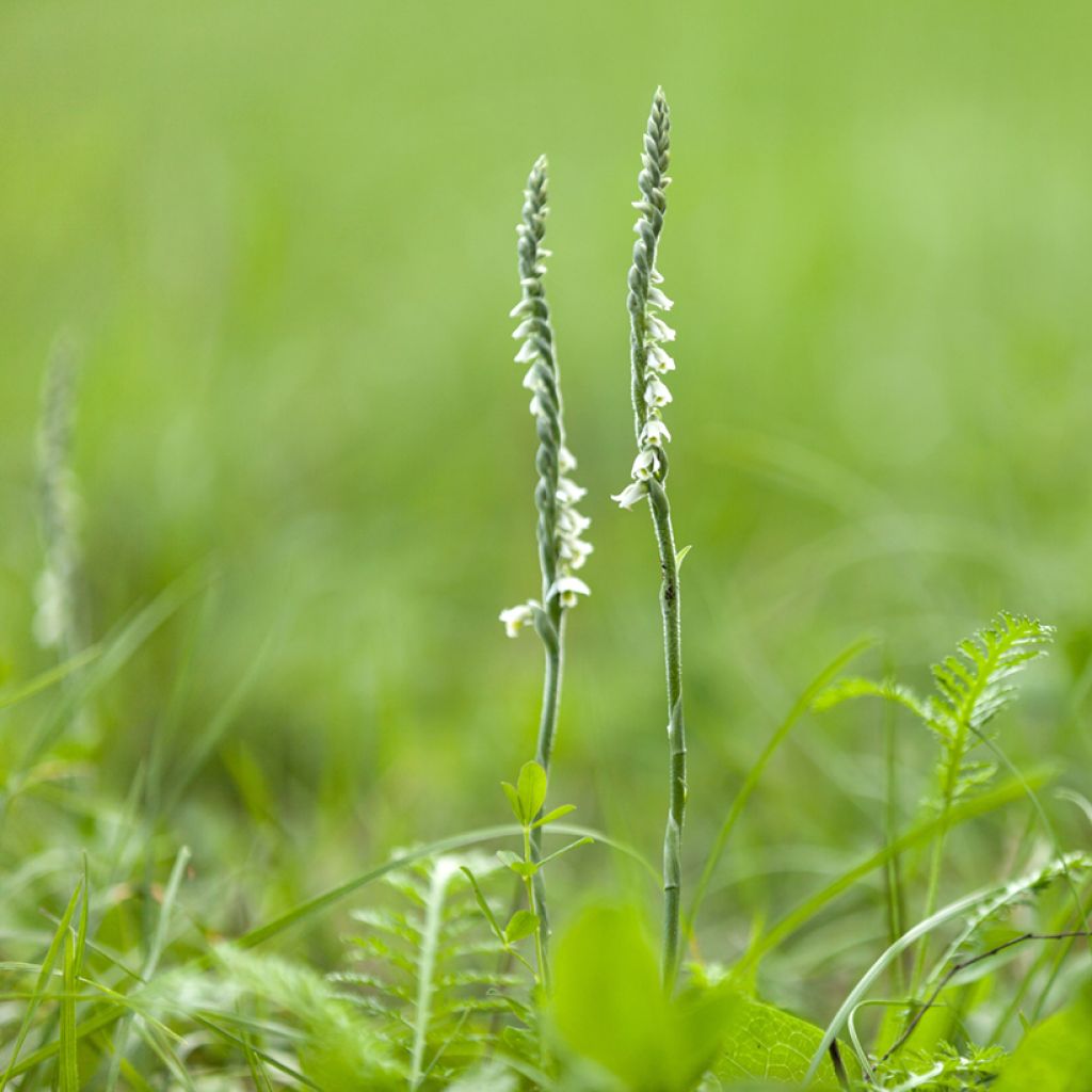 Spiranthes cernua var. odorata Chadd's Ford