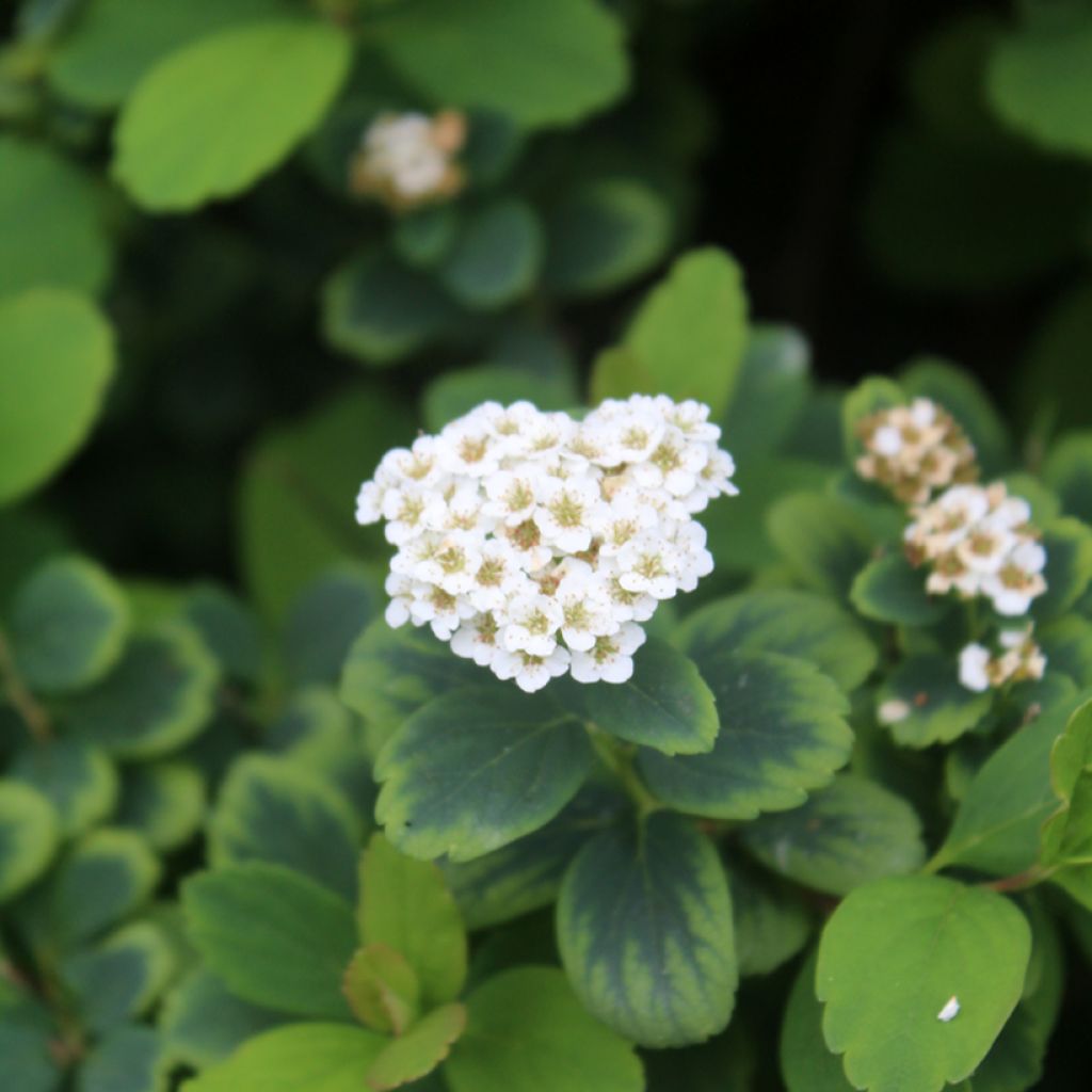 Espireia Tor - Spiraea betulifolia