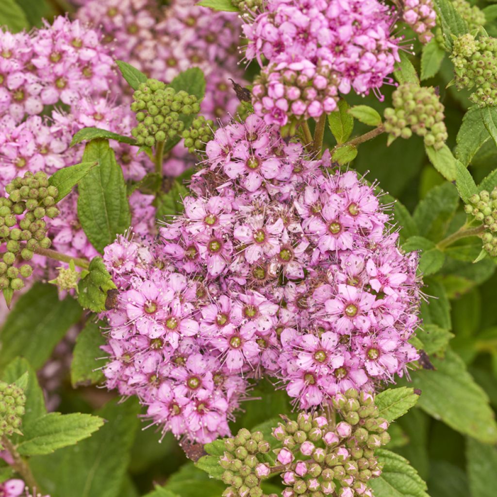 Espireia-japonesa Fenna - Spiraea japonica