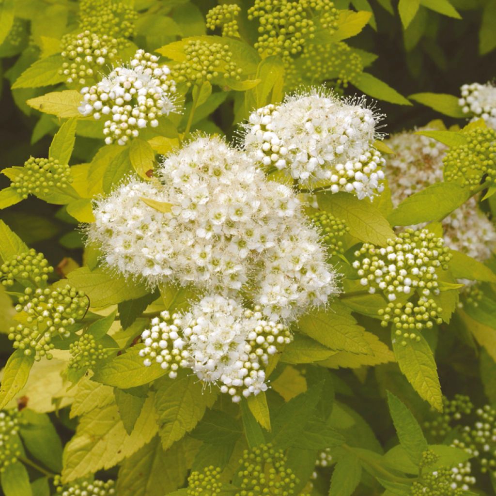 Espireia-japonesa White Gold - Spiraea japonica