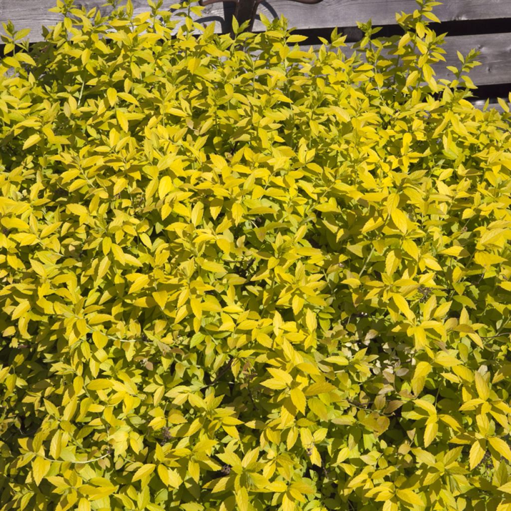 Espireia-japonesa White Gold - Spiraea japonica