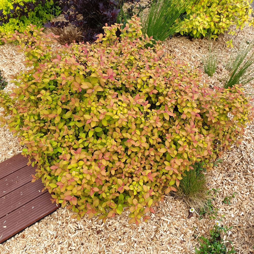 Espireia-japonesa Zen'Spirit Caramel - Spiraea japonica
