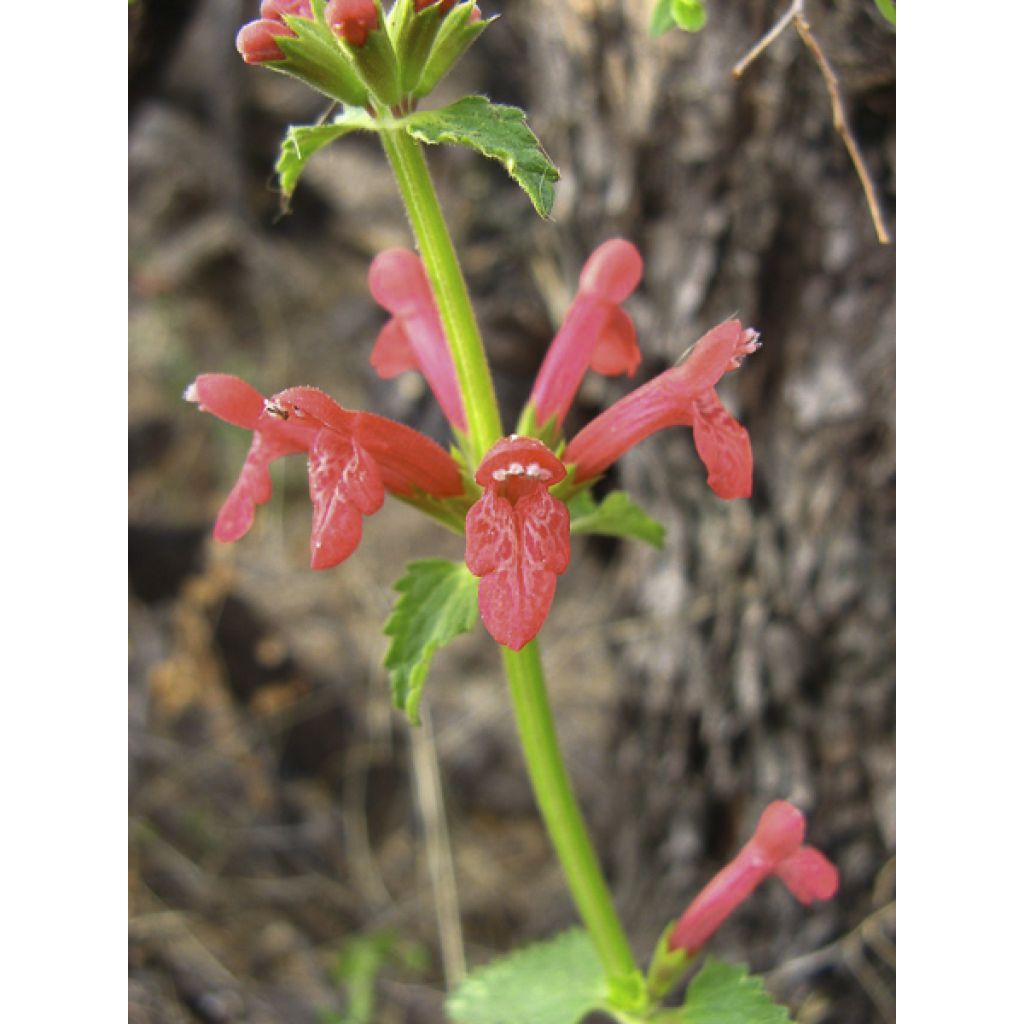 Stachys coccinea - Betónica
