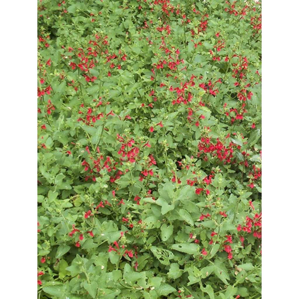 Stachys coccinea - Betónica