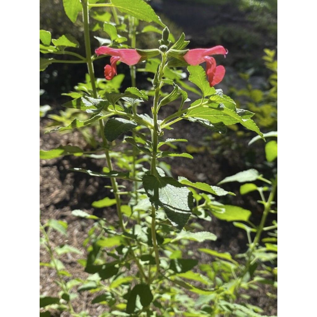 Stachys coccinea - Betónica
