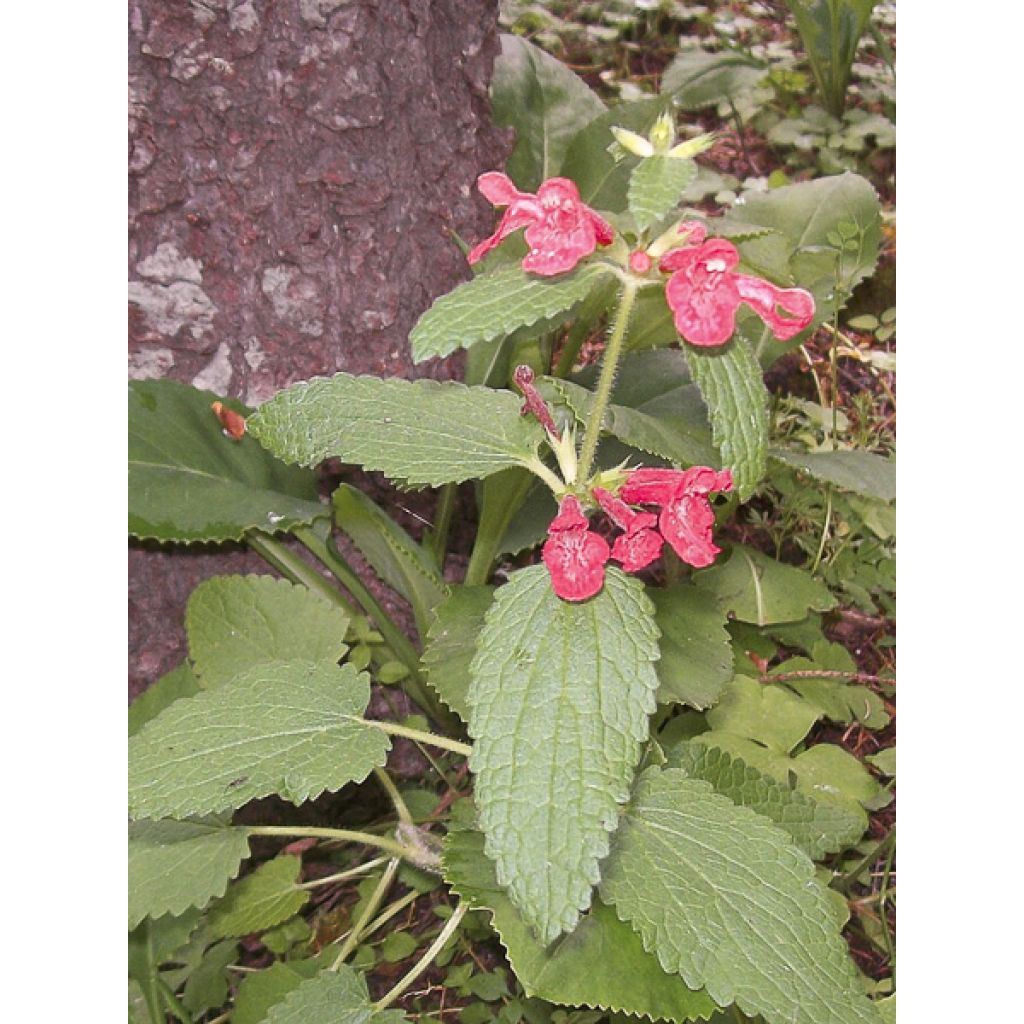 Stachys coccinea - Betónica