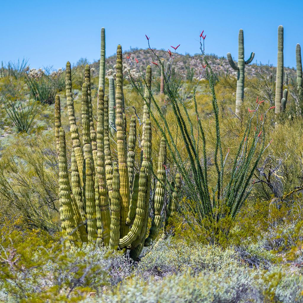 Stenocereus thurberi