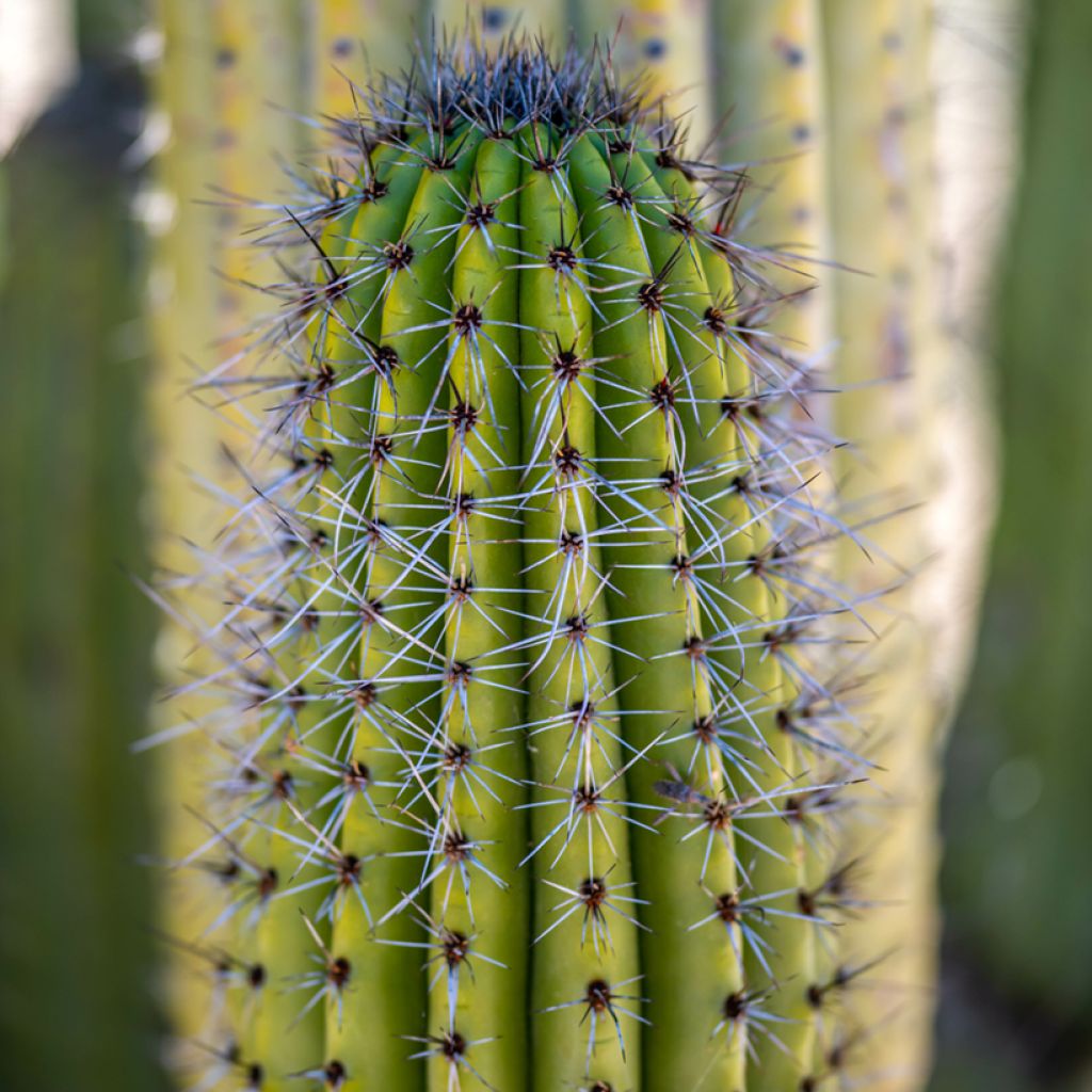 Stenocereus thurberi