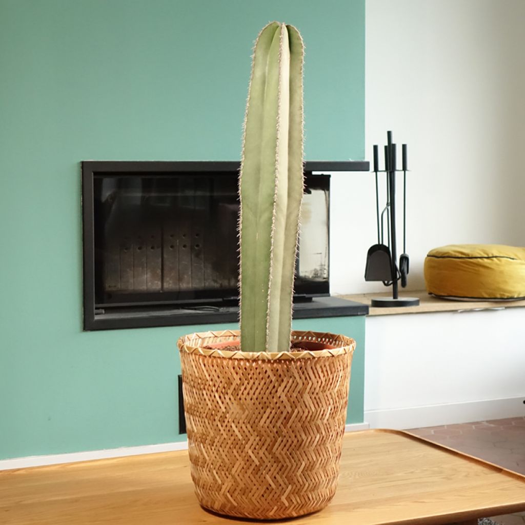 Stenocereus marginatus