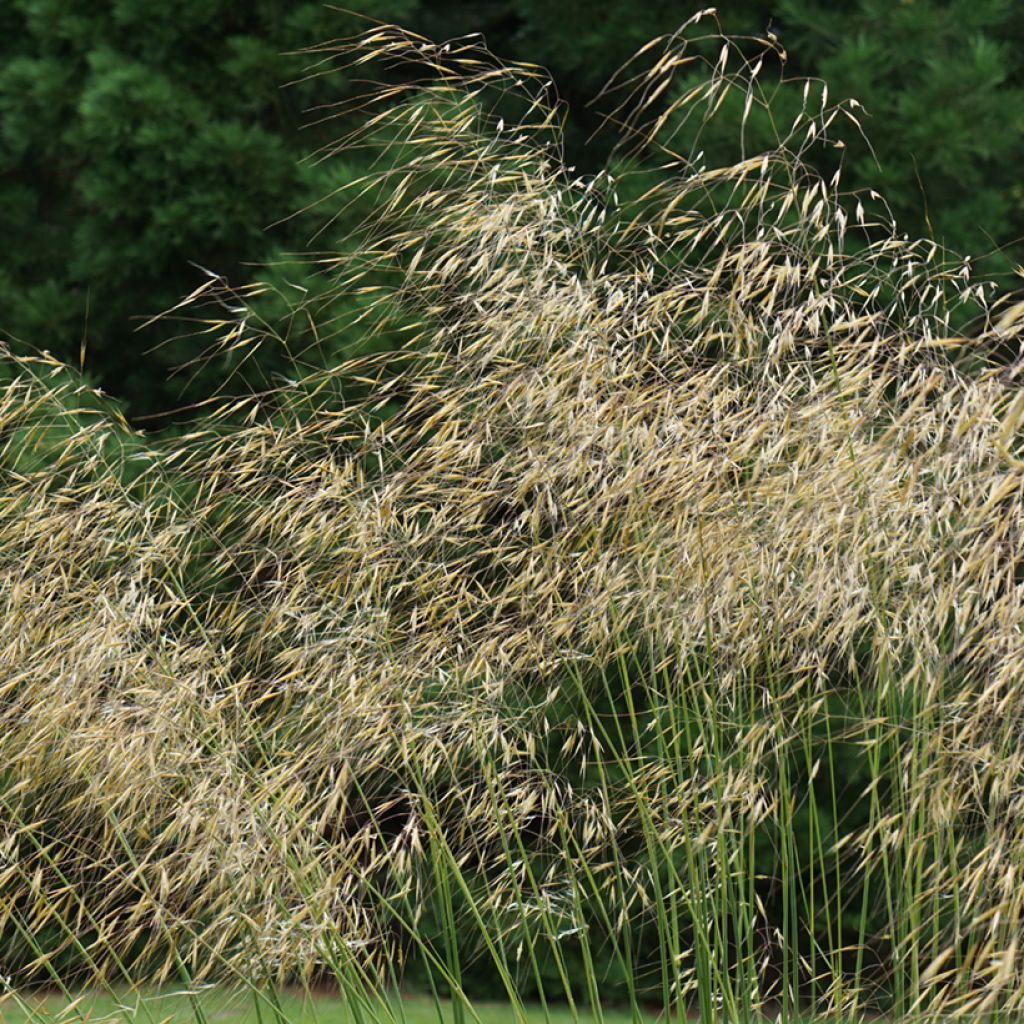 Stipa gigantea