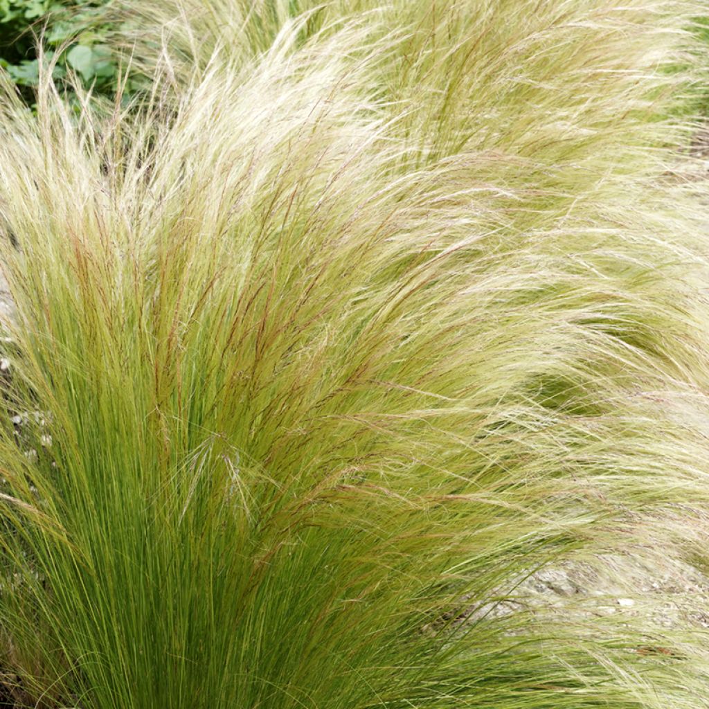 Stipa tenuifolia Pony Tails